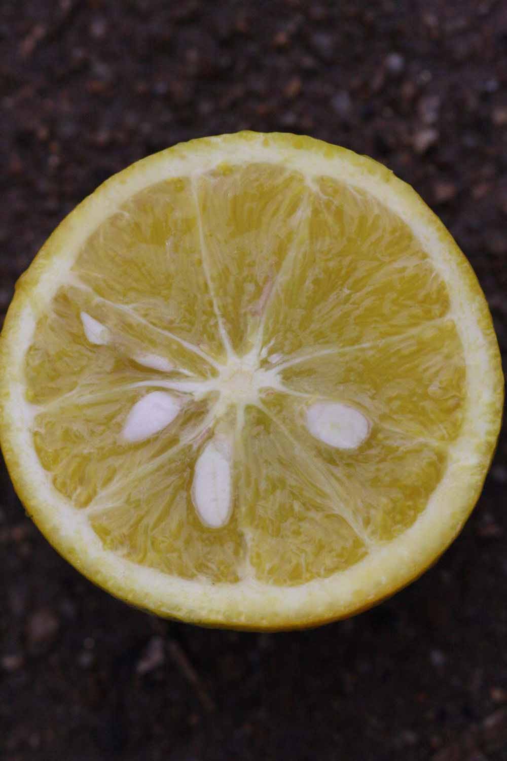              Fruit cross-section (Riverside, CA)       